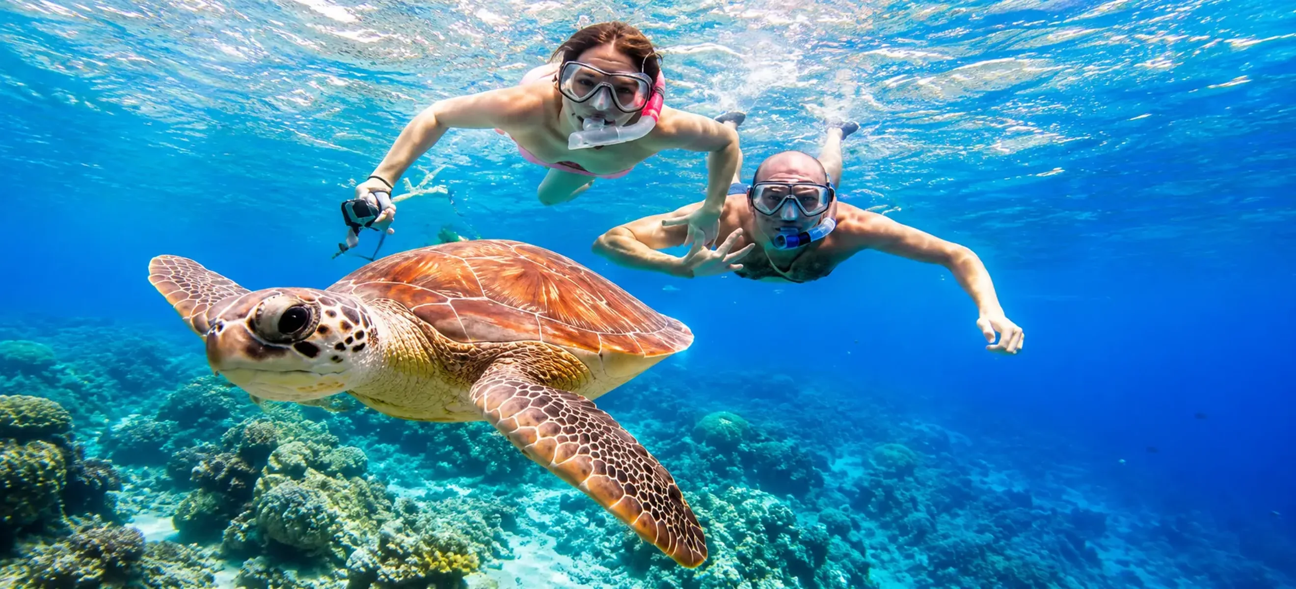 Sea turtle swimming in clear Caribbean water during a Saona Island snorkeling excursion from Punta Cana