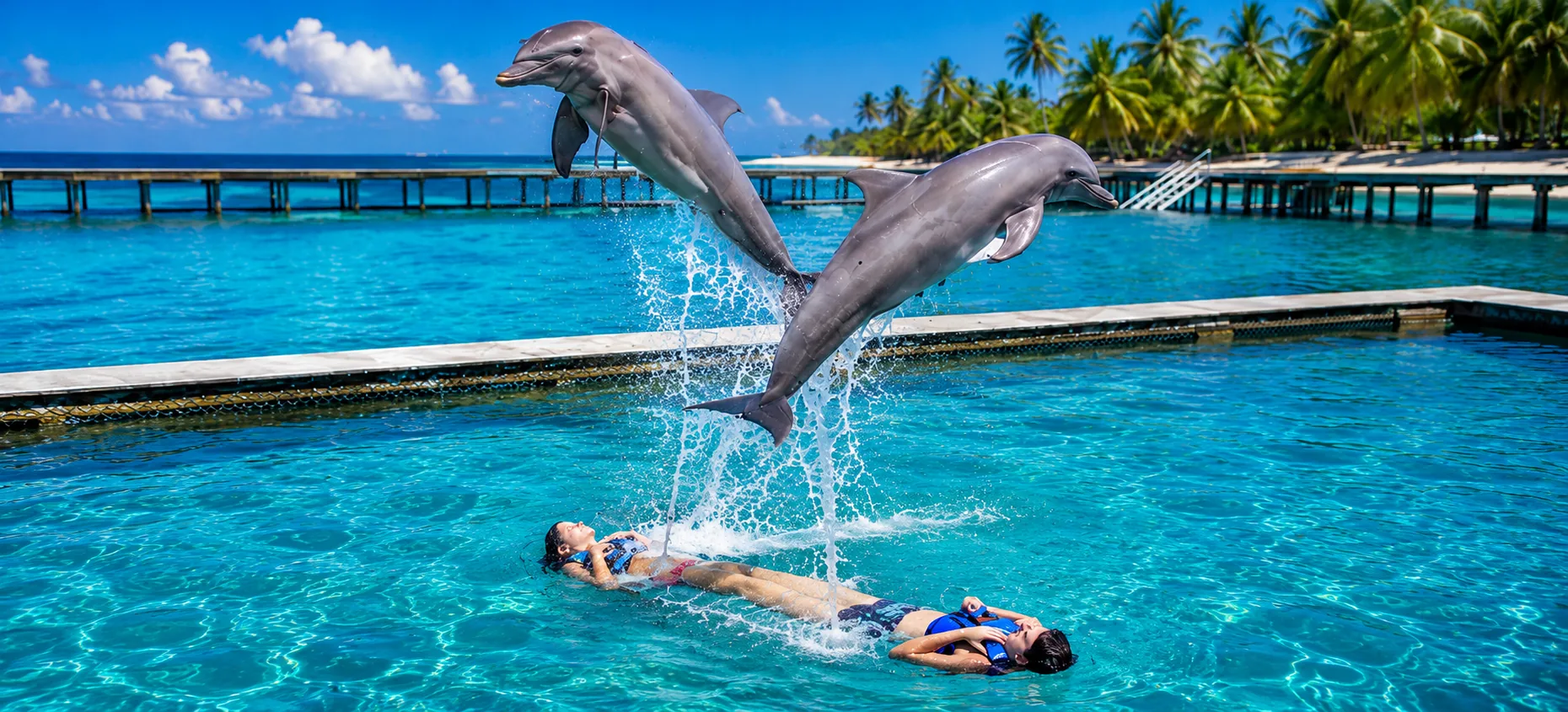 Two dolphins jumping during the Dolphin Excellence experience in Punta Cana