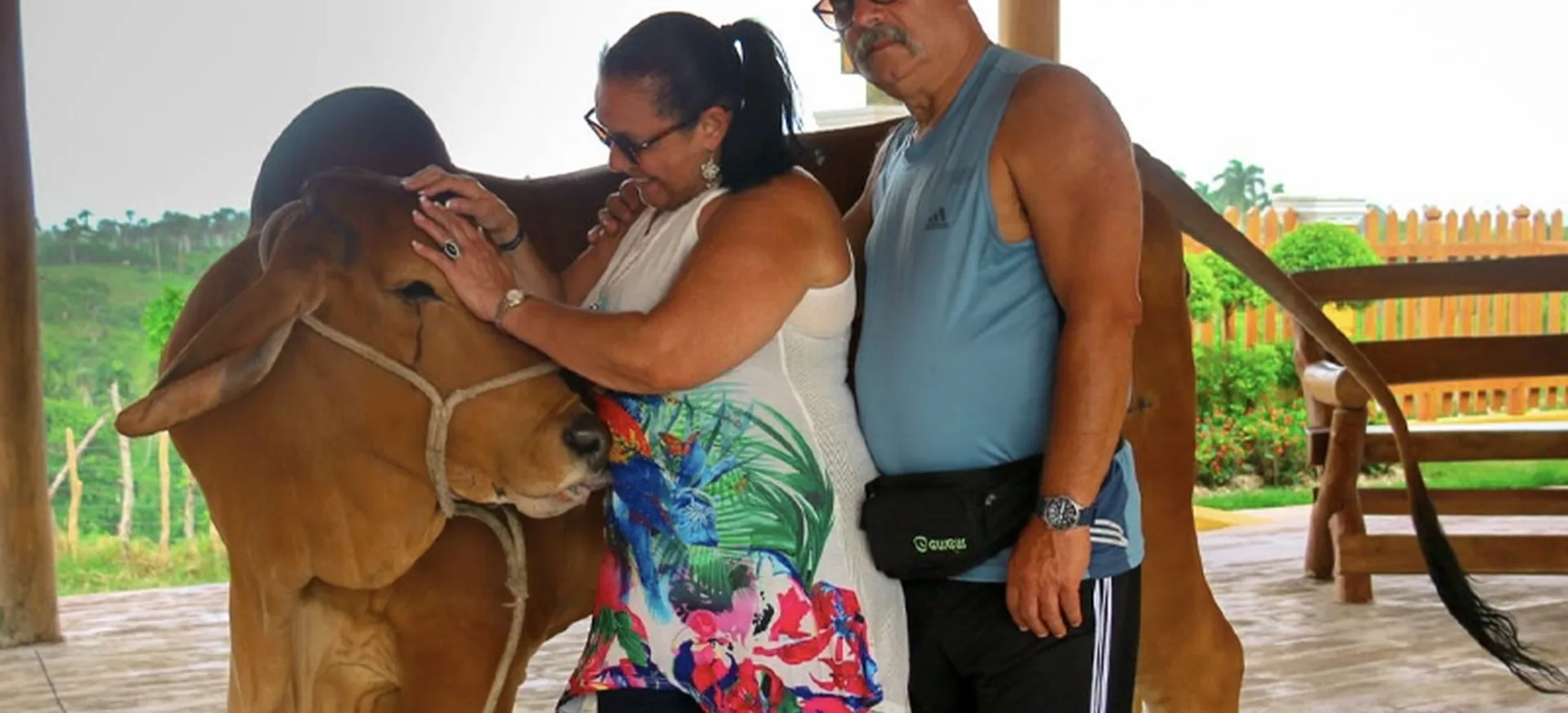 Couple posing with a cow at a countryside ranch in Punta Cana