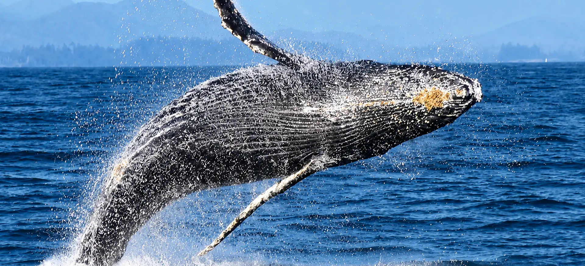 Humpback whale breaching from the ocean during whale watching in Samaná Bay
