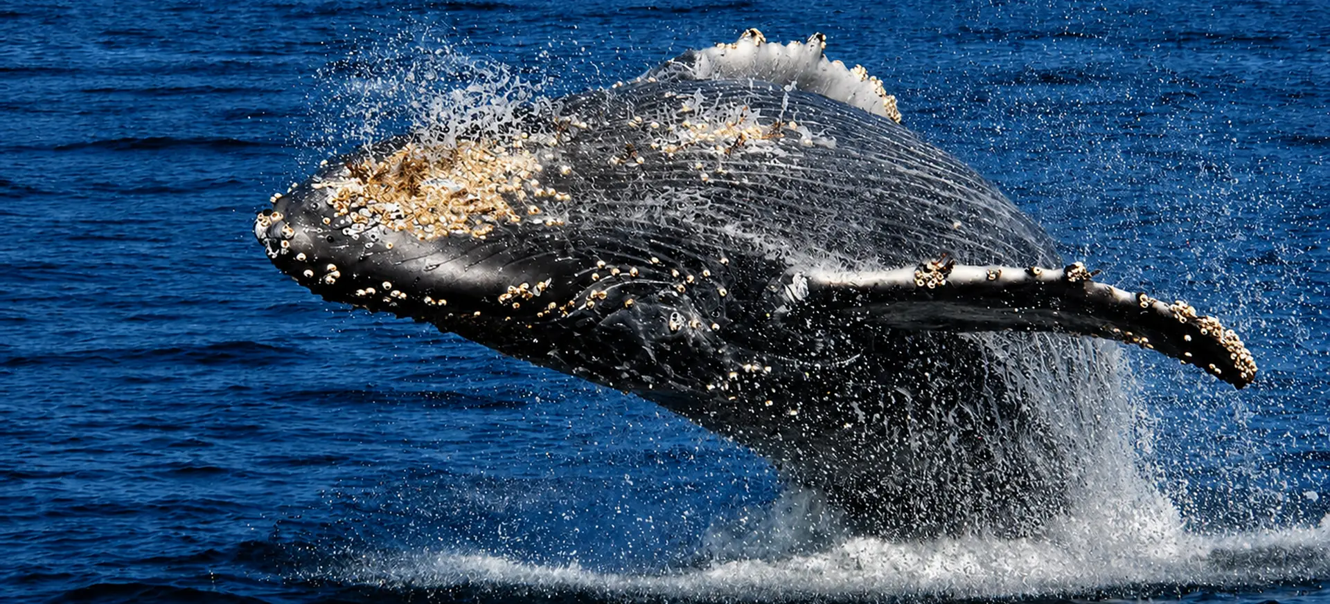 Close view of a humpback whale breaching during a Samaná whale watching tour